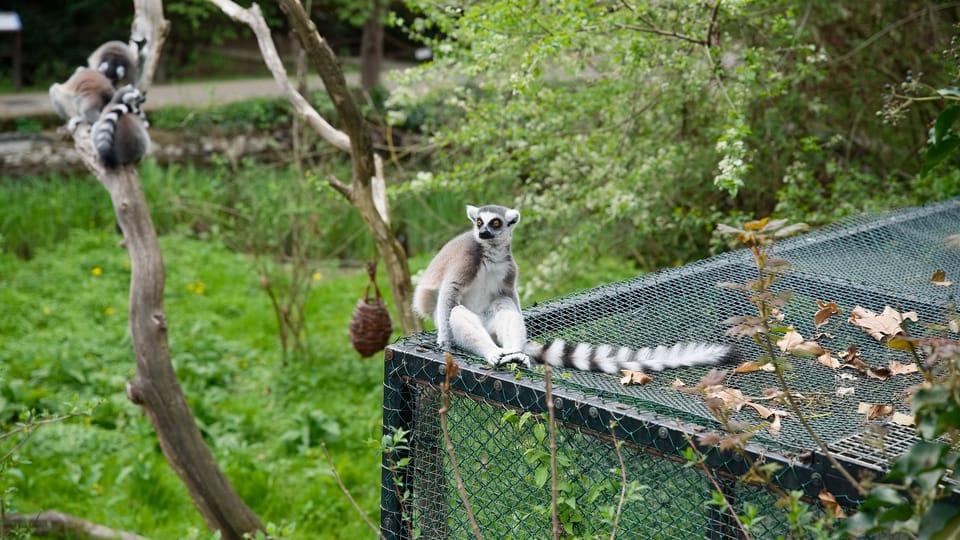The ring-tailed lemur | Photo: Barbora Navrátilová, Radio Prague International The ring-tailed lemur | Photo: Barbora Navrátilová, Radio Prague International