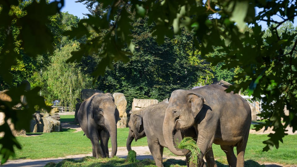 Photo: ZOO Praha