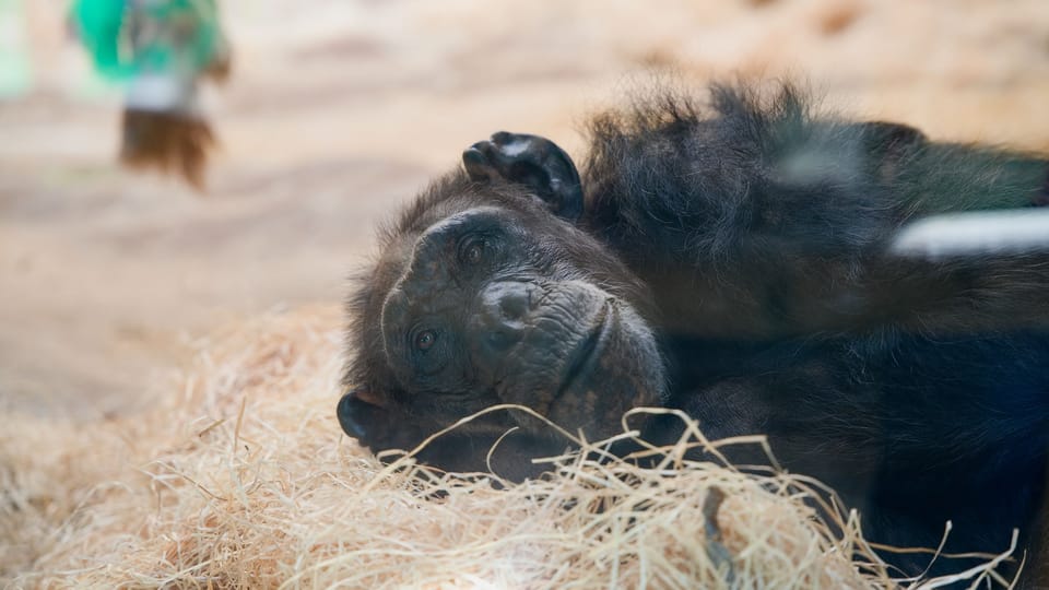 The chimpanzee | Photo: Barbora Navrátilová,  Radio Prague International