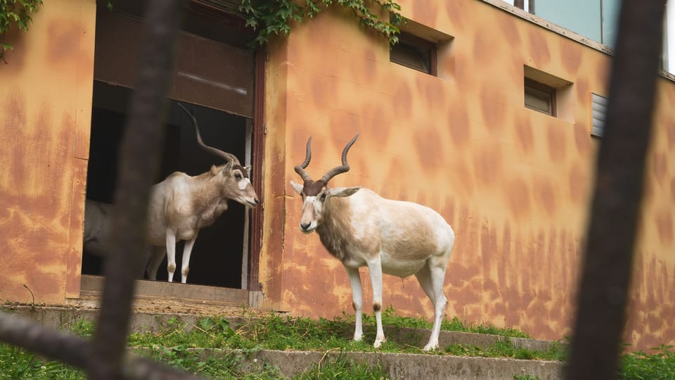 The addax | Photo: Barbora Navrátilová,  Radio Prague International