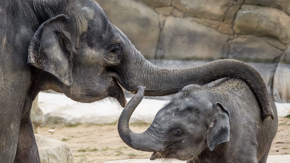 Rudi and Janita | Photo: ZOO Praha Rudi and Janita | Photo: ZOO Praha