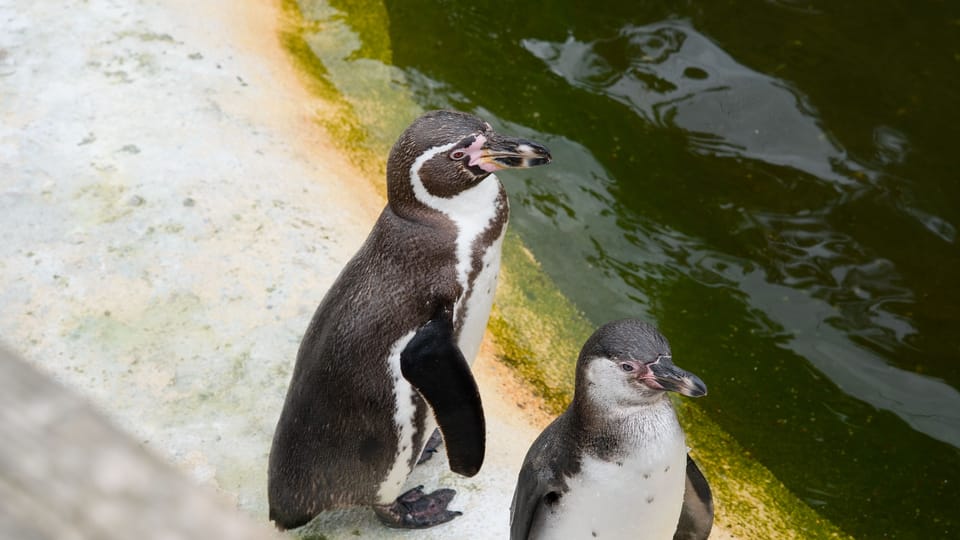 The Humboldt penguin | Photo: Barbora Navrátilová, Radio Prague International The Humboldt penguin | Photo: Barbora Navrátilová, Radio Prague International