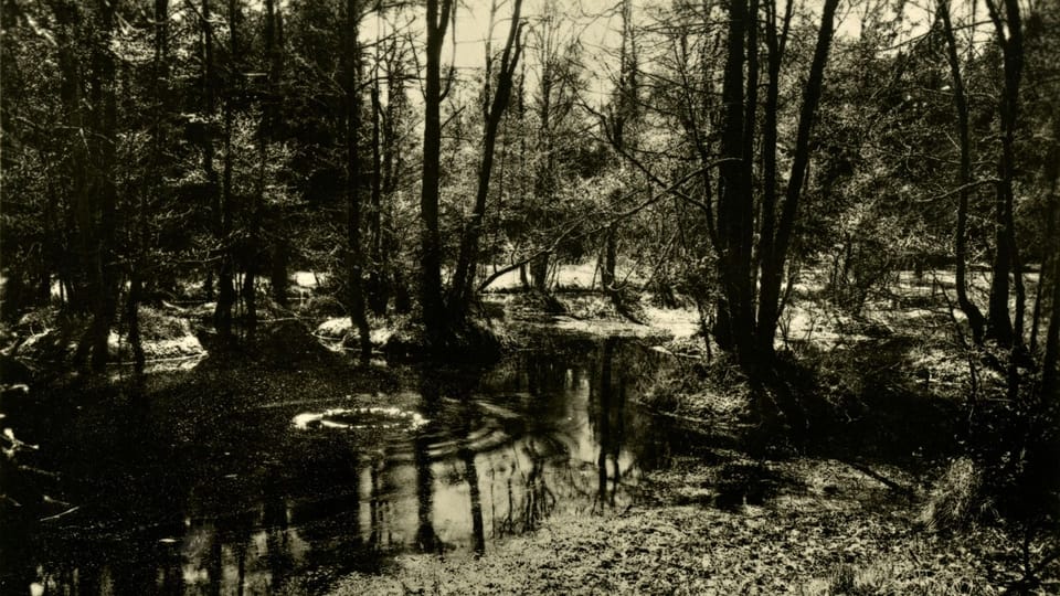 Rusalka’s pond | Photo: Exhibition 'Antonín Dvořák - Inspiration by nature'/National Museum Rusalka’s pond | Photo: Exhibition 'Antonín Dvořák - Inspiration by nature'/National Museum