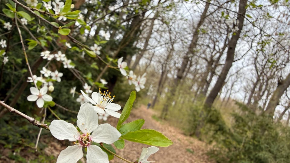 Spring in Obora Hvězda | Photo: Vít Pohanka,  Radio Prague International
