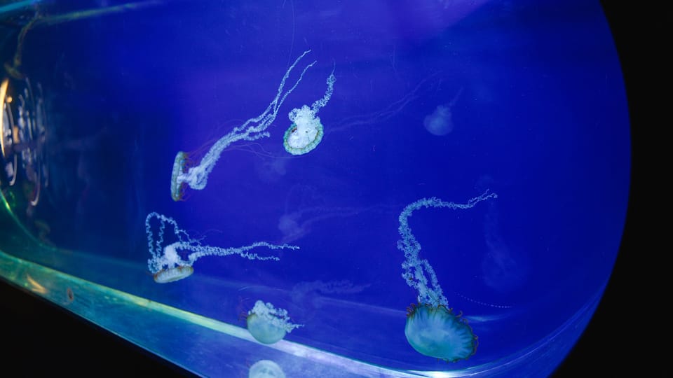 Jellyfish tank | Photo: Barbora Navrátilová, Radio Prague International Jellyfish tank | Photo: Barbora Navrátilová, Radio Prague International