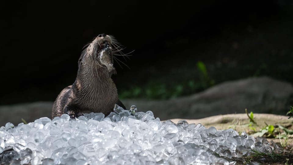 Photo: René Volfík,  iROZHLAS.cz