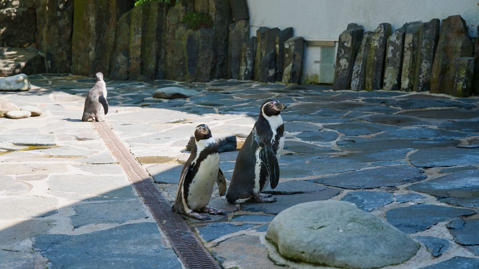 The Humboldt penguin | Photo: Barbora Navrátilová,  Radio Prague International