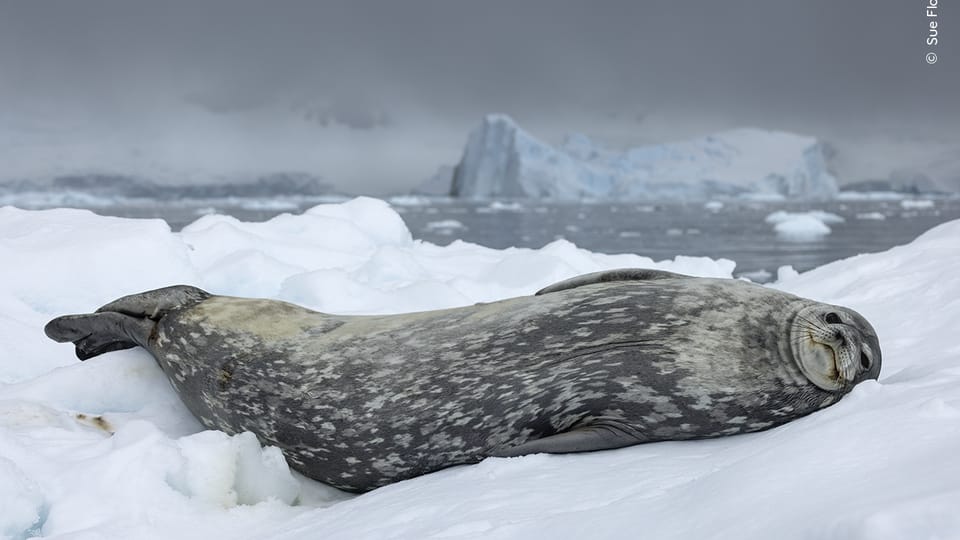 Photo: Sue Flood,  Wildlife Photographer of the Year/ National History Museum London