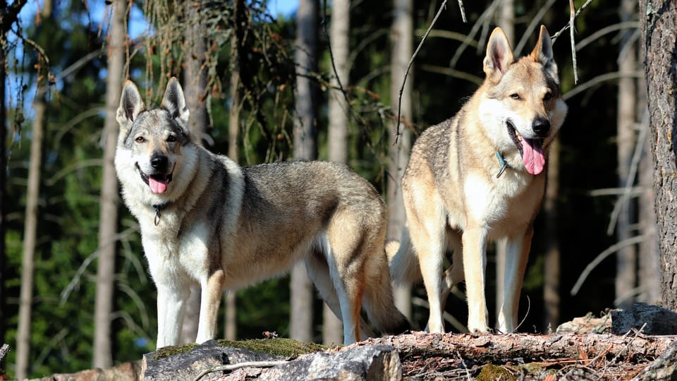 The Czechoslovakian Wolfdog | Photo: Michaela van Erne, Chovatelská stanice československých vlčáků The Czechoslovakian Wolfdog | Photo: Michaela van Erne, Chovatelská stanice československých vlčáků
