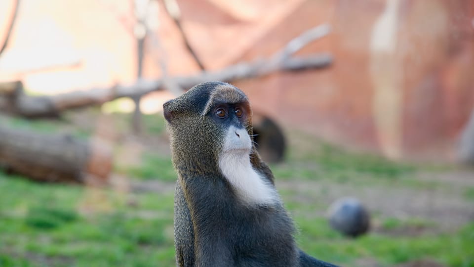 De Brazza's monkey | Photo: Barbora Navrátilová, Radio Prague International De Brazza's monkey | Photo: Barbora Navrátilová, Radio Prague International