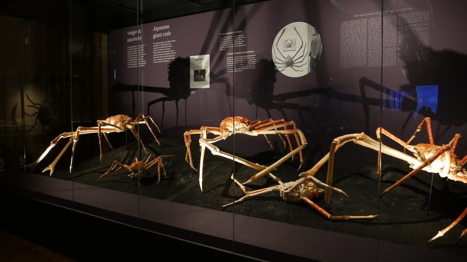 'The Miracles of Evolution' | Photo: Zoé Samin, Radio Prague International 'The Miracles of Evolution' | Photo: Zoé Samin, Radio Prague International