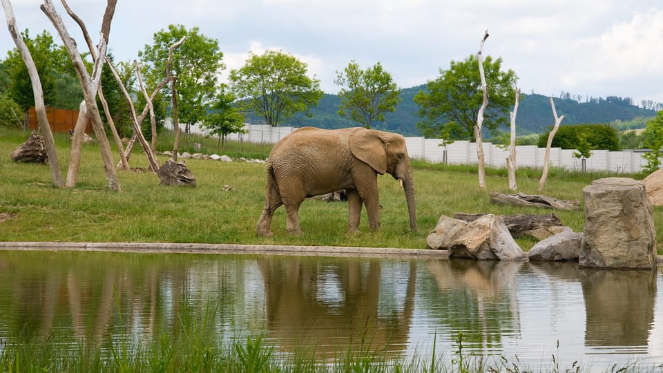 The African bush elephant  | Photo: Barbora Navrátilová,  Radio Prague International