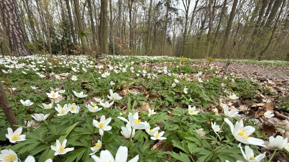 Spring in Obora Hvězda | Photo: Vít Pohanka,  Radio Prague International