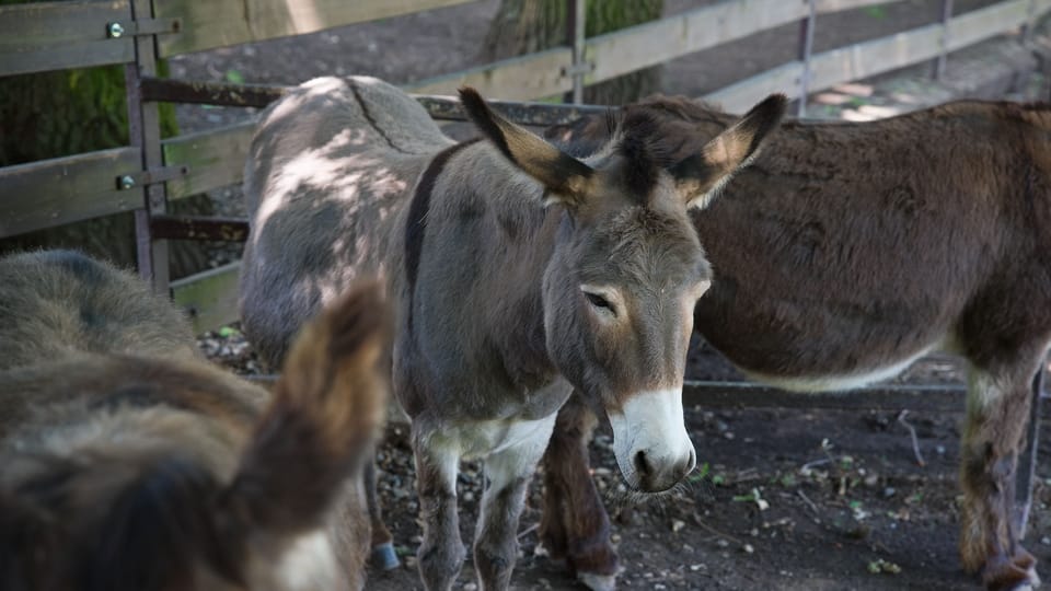 Donkey | Photo: Barbora Navrátilová,  Radio Prague International