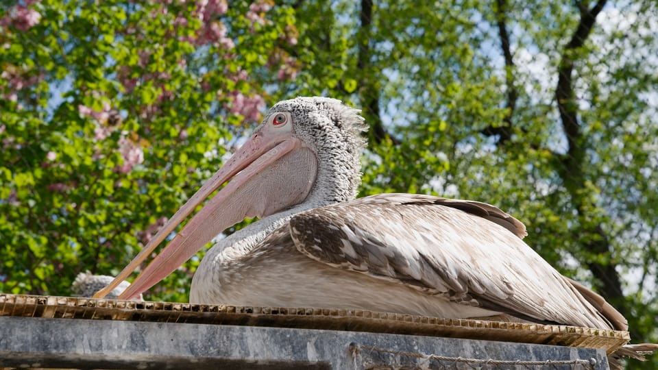 The spot-billed pelican | Photo: Barbora Navrátilová,  Radio Prague International