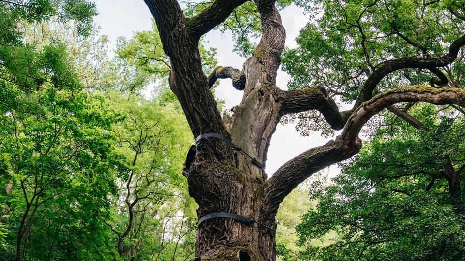 Photo: Tomáš Kalous,  Strom roku