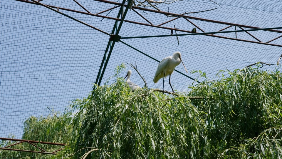 Eurasian spoonbill | Photo: Barbora Navrátilová, Radio Prague International Eurasian spoonbill | Photo: Barbora Navrátilová, Radio Prague International