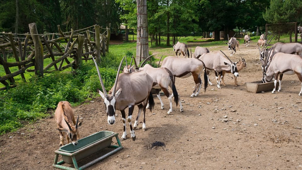 The gemsbok  (Oryx gazella)  | Photo: Barbora Navrátilová,  Radio Prague International