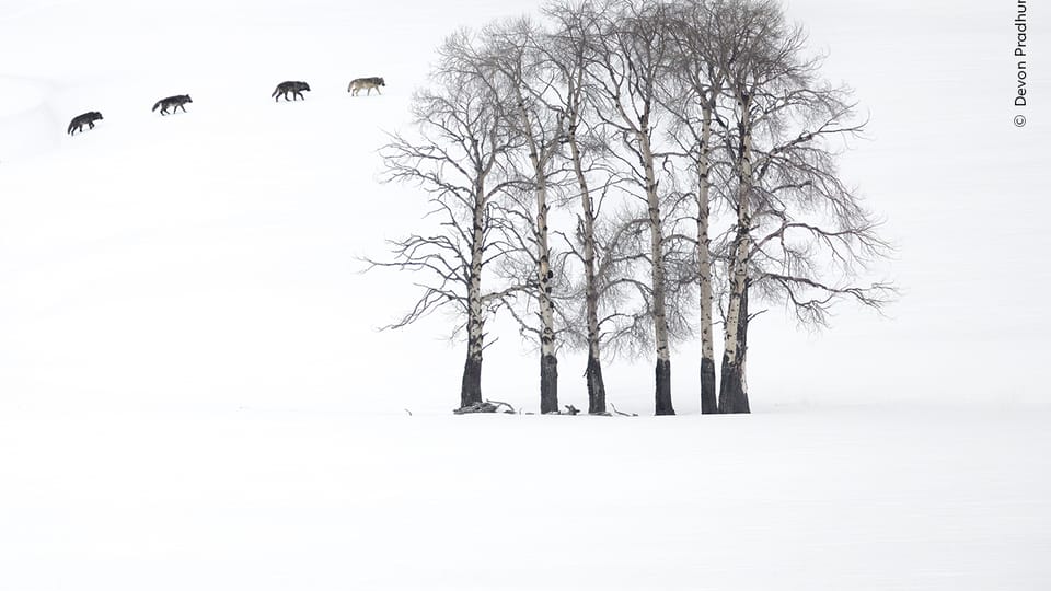 Photo: Devon Pradhuman,  Wildlife Photographer of the Year/ National History Museum London