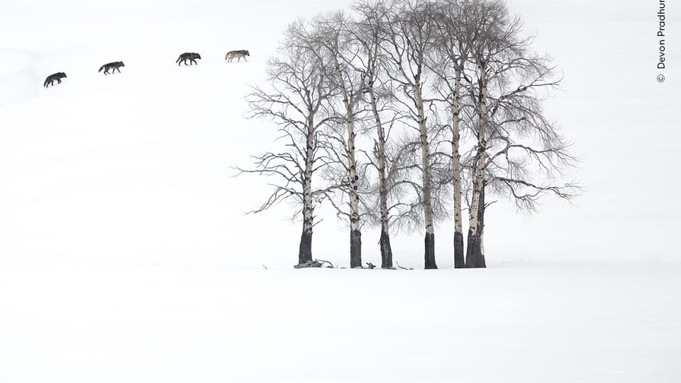 Photo: Devon Pradhuman, Wildlife Photographer of the Year/ National History Museum London Photo: Devon Pradhuman, Wildlife Photographer of the Year/ National History Museum London