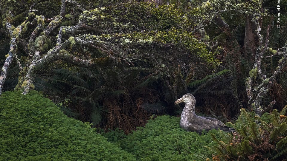 Photo: Samuel Bloch,  Wildlife Photographer of the Year/ National History Museum London