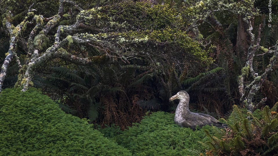 Photo: Samuel Bloch, Wildlife Photographer of the Year/ National History Museum London Photo: Samuel Bloch, Wildlife Photographer of the Year/ National History Museum London