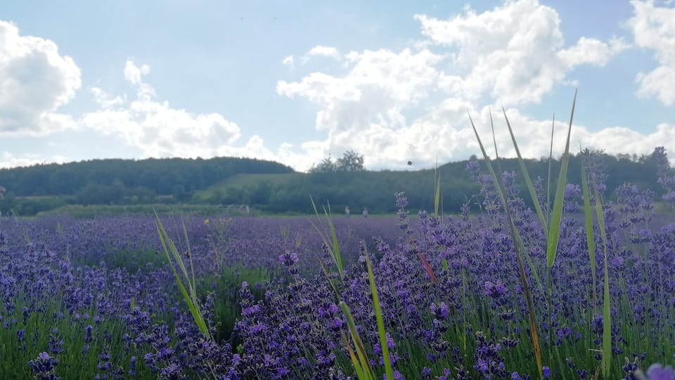 The lavender field | Photo: Martina Kroa, Radio Prague International The lavender field | Photo: Martina Kroa, Radio Prague International