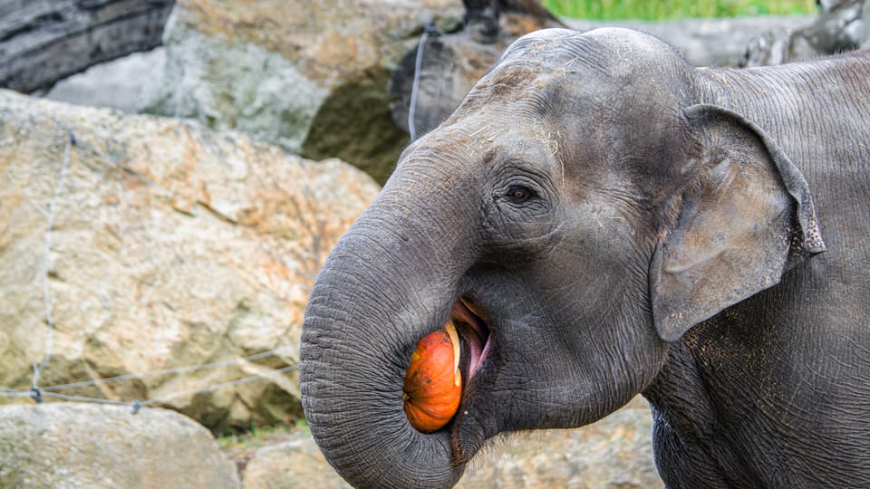 Photo: ZOO Praha Photo: ZOO Praha