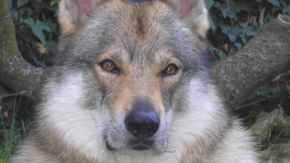 The Czechoslovakian Wolfdog | Photo: Michaela van Erne, Chovatelská stanice československých vlčáků The Czechoslovakian Wolfdog | Photo: Michaela van Erne, Chovatelská stanice československých vlčáků