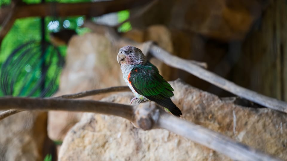 The brown-headed parrot | Photo: Barbora Navrátilová,  Radio Prague International