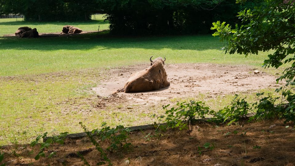 European bison | Photo: Barbora Navrátilová, Radio Prague International European bison | Photo: Barbora Navrátilová, Radio Prague International