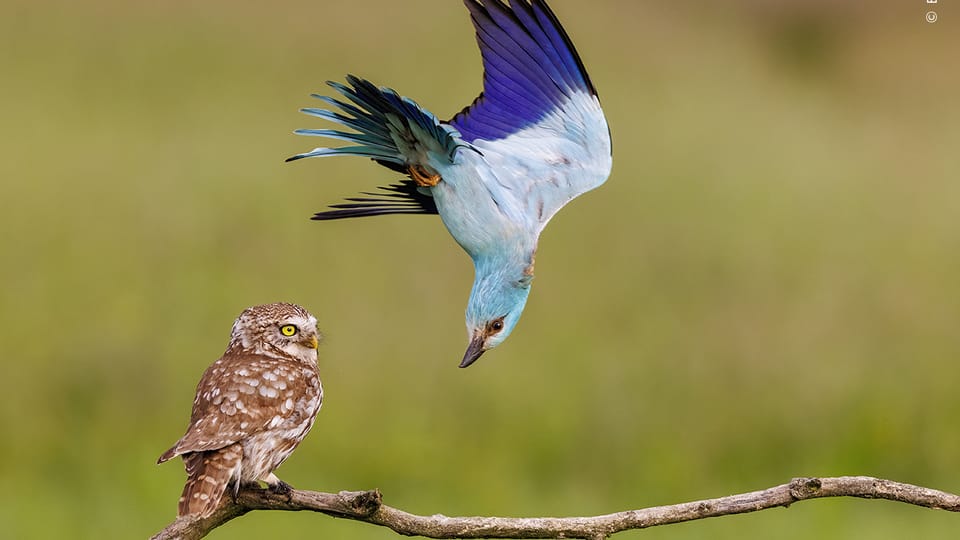 Photo: Mate Bence,  Wildlife Photographer of the Year/ National History Museum London