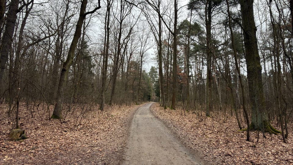 Klánovice forest | Photo: Vít Pohanka, Radio Prague International Klánovice forest | Photo: Vít Pohanka, Radio Prague International