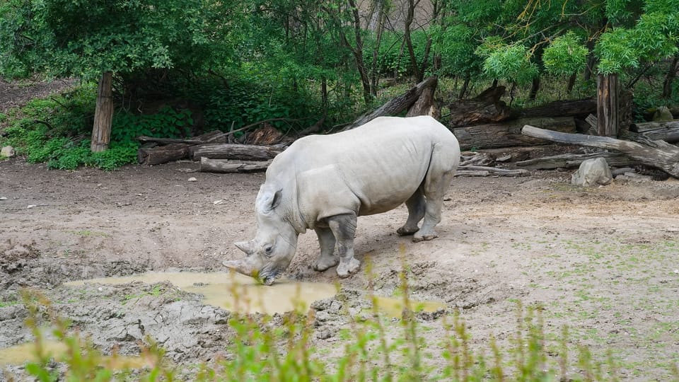 The southern white rhinoceros | Photo: Barbora Navrátilová,  Radio Prague International