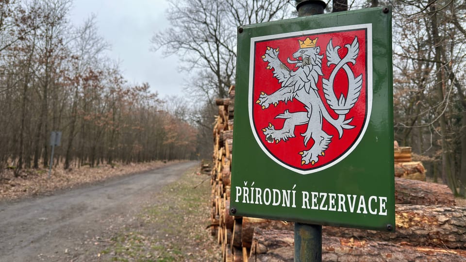 Klánovice forest | Photo: Vít Pohanka, Radio Prague International Klánovice forest | Photo: Vít Pohanka, Radio Prague International
