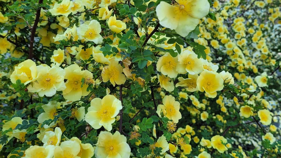 Photo: Hana Slavická,  Radio Prague International