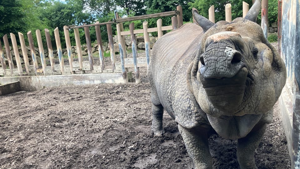 The Indian rhinoceros | Photo: Olga Vasinkevich,  Radio Prague International