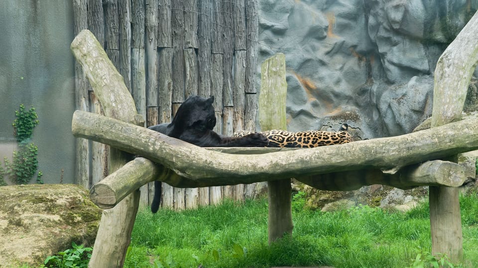 Jaguar | Photo: Barbora Navrátilová,  Radio Prague International