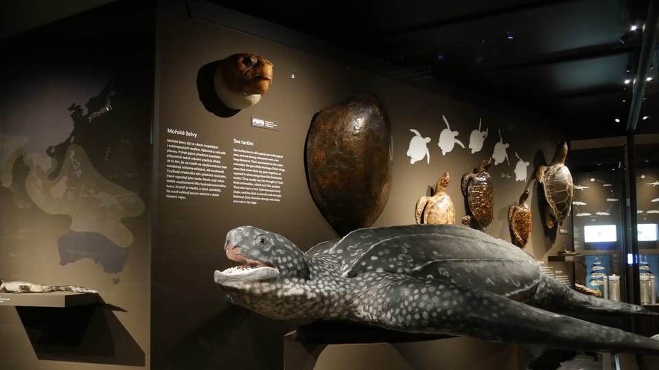 'The Miracles of Evolution' | Photo: Zoé Samin, Radio Prague International 'The Miracles of Evolution' | Photo: Zoé Samin, Radio Prague International