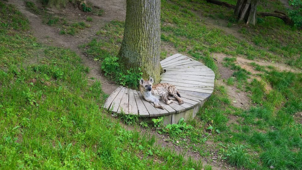 The spotted hyena | Photo: Barbora Navrátilová,  Radio Prague International