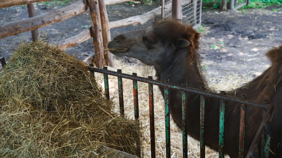 Bactrian camel | Photo: Barbora Navrátilová,  Radio Prague International