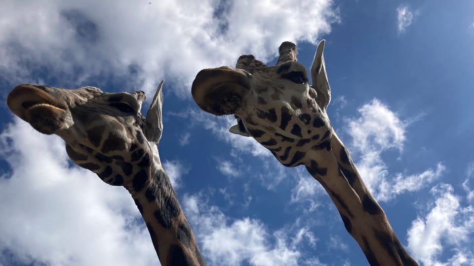 The Rothschild's giraffe | Photo: Olga Vasinkevich, Radio Prague International The Rothschild's giraffe | Photo: Olga Vasinkevich, Radio Prague International