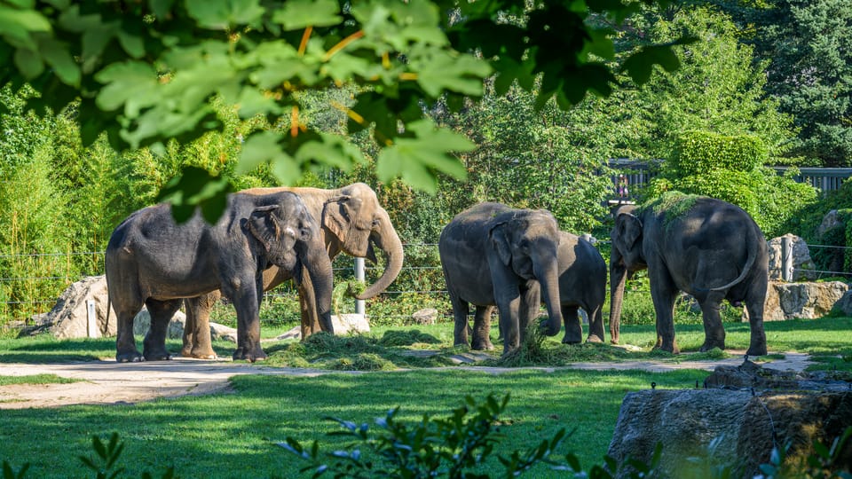 Photo: ZOO Praha