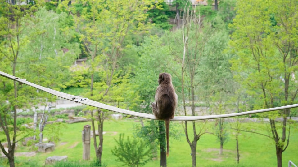 The gelada | Photo: Barbora Navrátilová,  Radio Prague International
