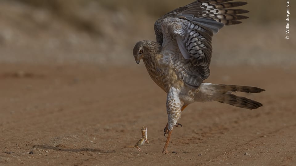 Photo: Willie Burger van Schalkwyk,  Wildlife Photographer of the Year/ National History Museum London