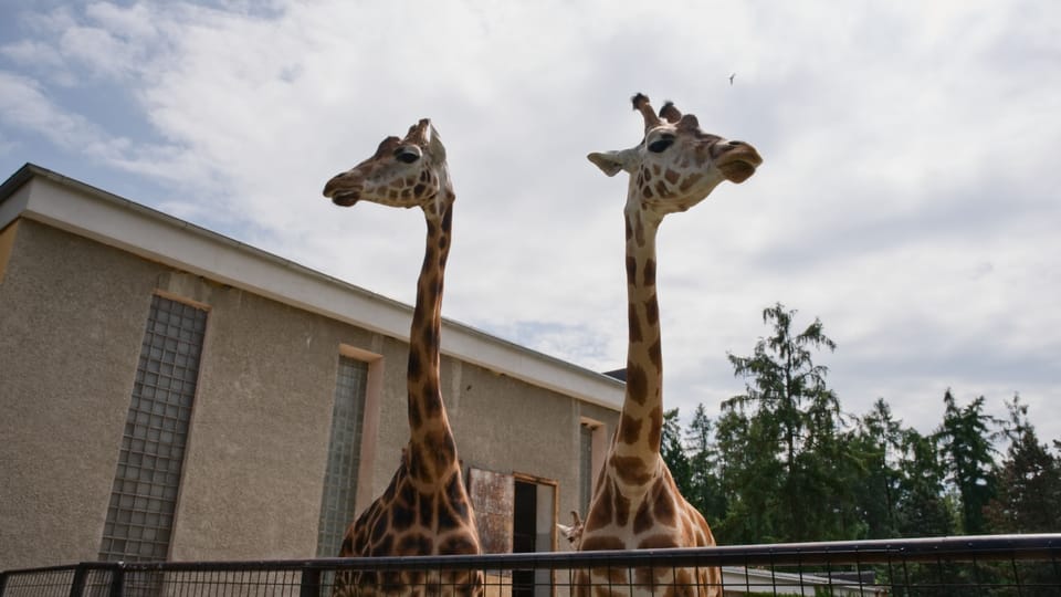 The Rothschild's giraffe | Photo: Barbora Navrátilová,  Radio Prague International