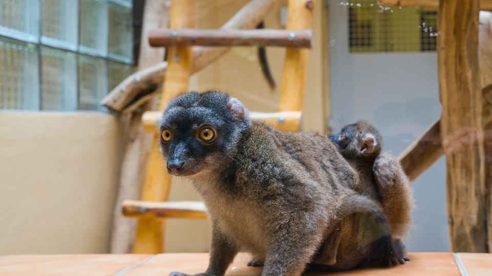 The white-headed lemur | Photo: Barbora Navrátilová,  Radio Prague International