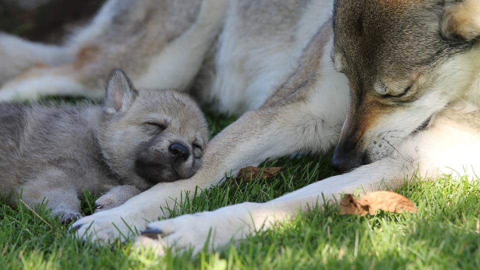 The Czechoslovakian Wolfdog | Photo: Michaela van Erne, Chovatelská stanice československých vlčáků The Czechoslovakian Wolfdog | Photo: Michaela van Erne, Chovatelská stanice československých vlčáků