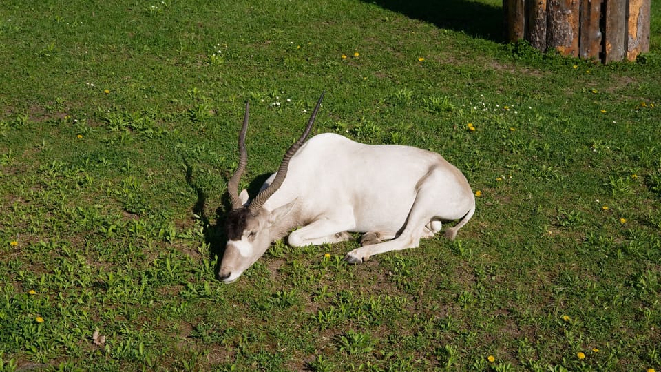 The Addax,  critically endangered species of desert antelope | Photo: Barbora Navrátilová,  Radio Prague International