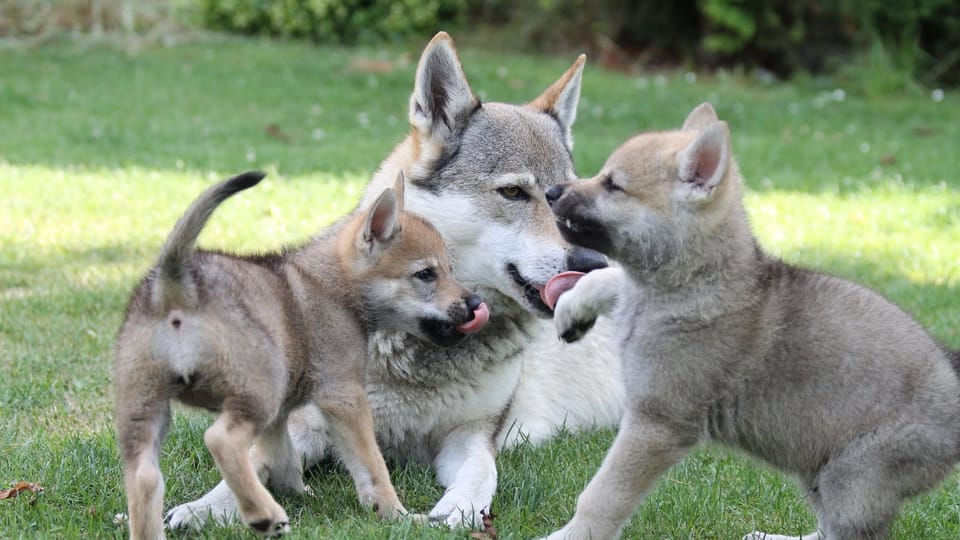 The Czechoslovakian Wolfdog | Photo: Michaela van Erne, Chovatelská stanice československých vlčáků The Czechoslovakian Wolfdog | Photo: Michaela van Erne, Chovatelská stanice československých vlčáků